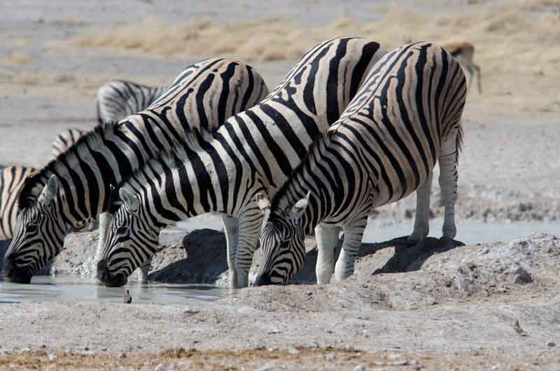 163 - Namibia - cebras - parque nacional de Etosha